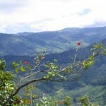 Hill Top View- Munnar
