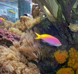 Shedd Aquarium 5- Sandra Bornstein Shedd Aquarium 5