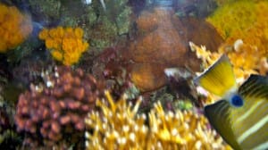 Shedd Aquarium 8 Shedd Aquarium 8