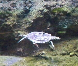 Shedd Aquarium 6 Shedd Aquarium 6