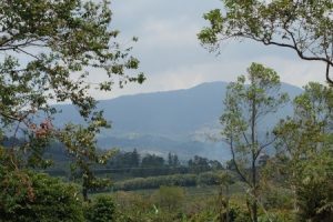 View from Doka Estate