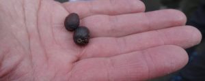 Two Coffee Beans