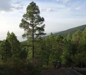 Jeep Tour at Teide National Park