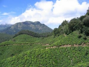 Munnar Tea Fields