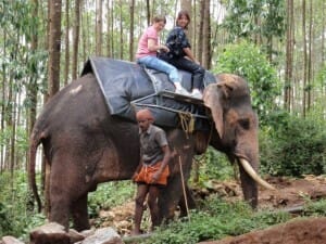 Elephant Ride in Munnar