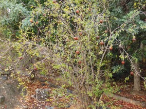 Pomegranate Tree