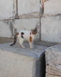 Stray Cat