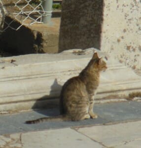 Cat Sitting Patiently at Ephesus
