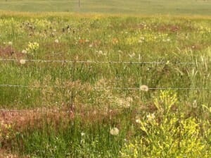 Summer Foliage at Rocky Flats Wildlife Sanctuary 2014