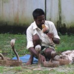 Sanke Charmer in Cochin, India