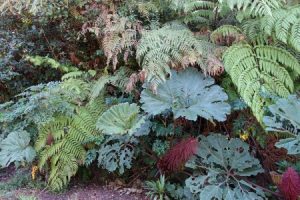 Vegetation at Pathway at Poás Volcano National Park