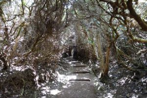 Pathway at Poás Volcano National Park
