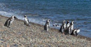 Magellanic Penguins along coast at El Pedral Lodge