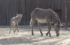 Zebras at the Denver Zoo