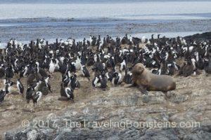 Wildlife in Beagle Channel near Ushuaia